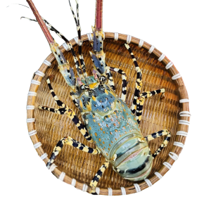 Tôm Hùm Bông Sống 500-700g/con