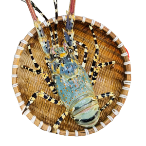 Tôm Hùm Bông Sống 700-900g/con