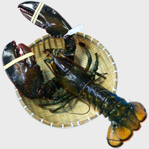 Tôm Hùm Alaska Sống Lớn