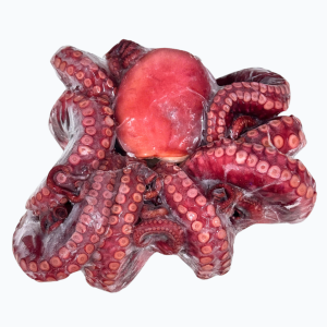 Bạch Tuộc Chín Nguyên Con