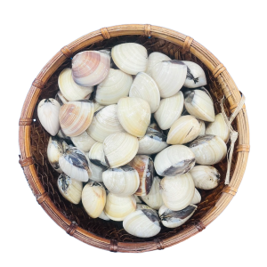 Nghêu Trắng Sống ( Ngao )