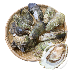 Hàu Sữa Giống Pháp