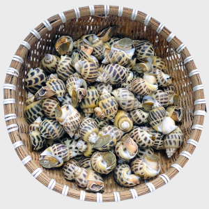 Ốc Hương Sống 100 - 110 con
