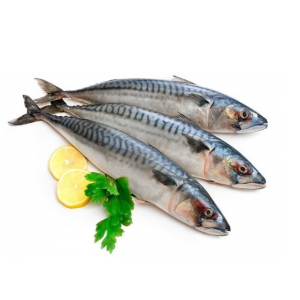 Cá Nục Nhật Bản