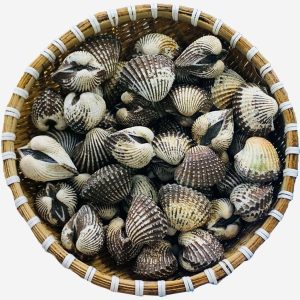 Sò Huyết Indo Sống Size 20 - 30