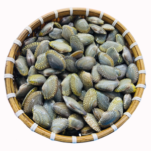 Ốc Chip Chip - Sò Lụa Sống