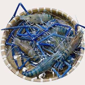 Tôm Càng Xanh Sống